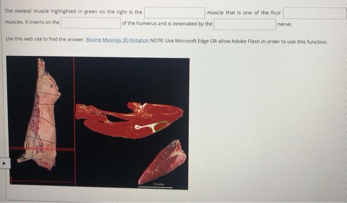 Solved The Skeletal Musce Highlighted In Green On The Right Chegg
