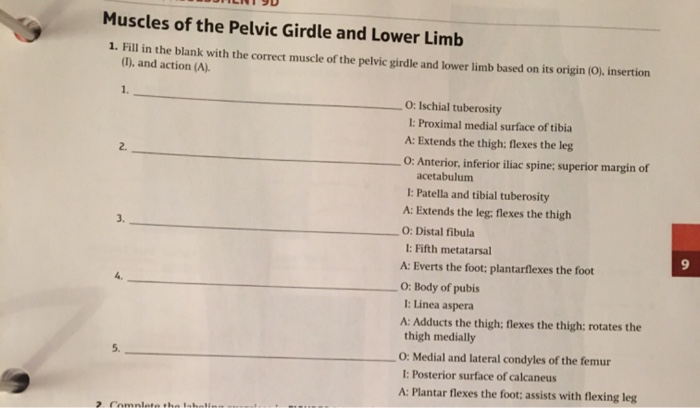 7) Muscles of the Pelvic Girdle and Lower Limb Diagram
