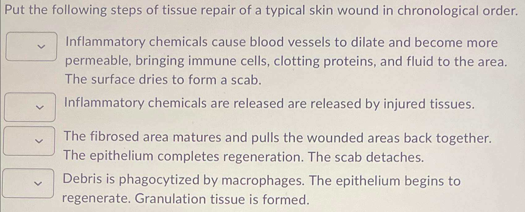 Solved Put the following steps of tissue repair of a typical | Chegg.com