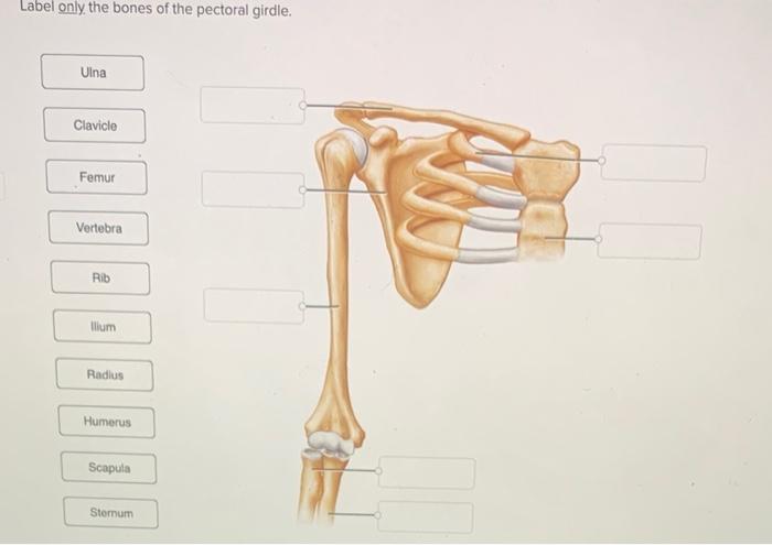 Solved Art-Labeling Activity: Bones of the pectoral girdle