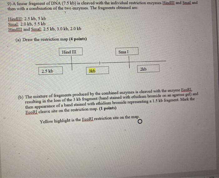 Solved 9) A linear fragment of DNA (7.5 kb) is cleaved with | Chegg.com