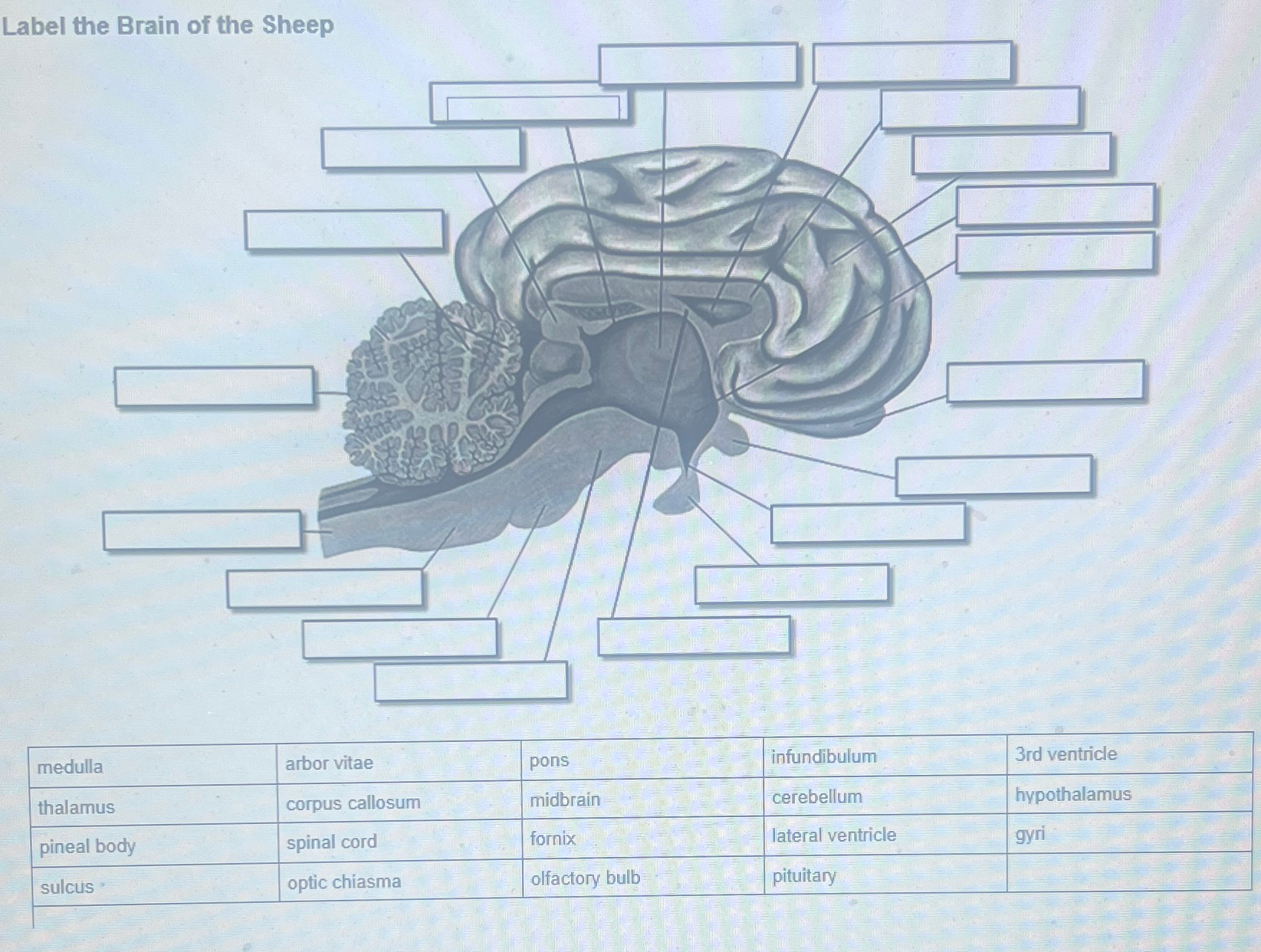 Solved Label the Brain of the Sheep\table[[medulla,arbor | Chegg.com