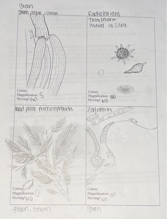 Solved After looking at all the specimens in lab today, | Chegg.com