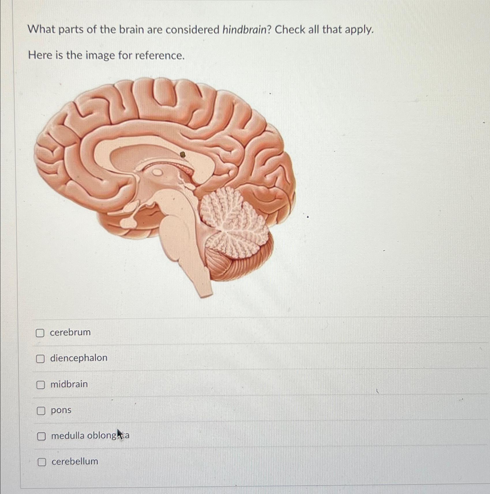 Solved What parts of the brain are considered hindbrain? | Chegg.com