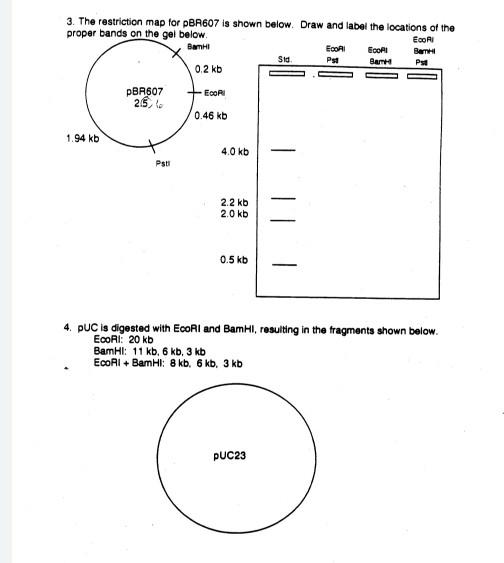 5. Map the plasmid from the fragments shown below | Chegg.com