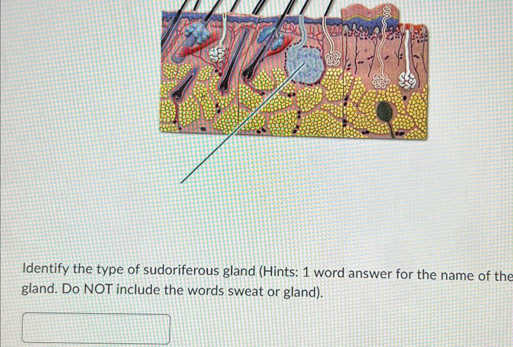 Solved Identify the type of sudoriferous gland (Hints: 1 | Chegg.com