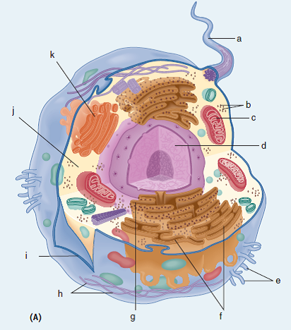 Solved: Identify the cell structures (a–p) indicated in drawings ...