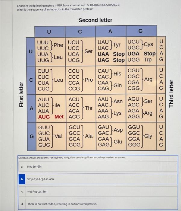 Solved Consider the following mature mRNA from a human cell: | Chegg.com