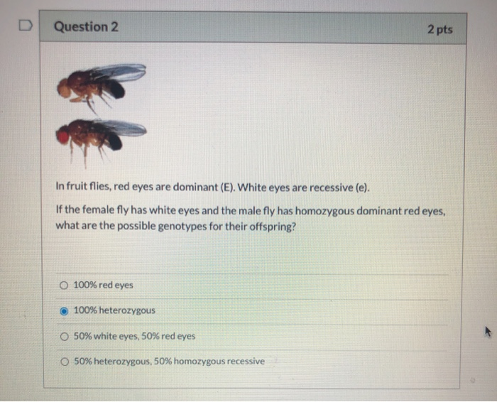 Solved Question 2 2 pts In fruit flies, red eyes are