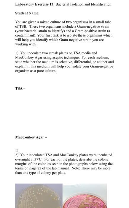 Solved Laboratory Exercise 13: Bacterial Isolation And | Chegg.com