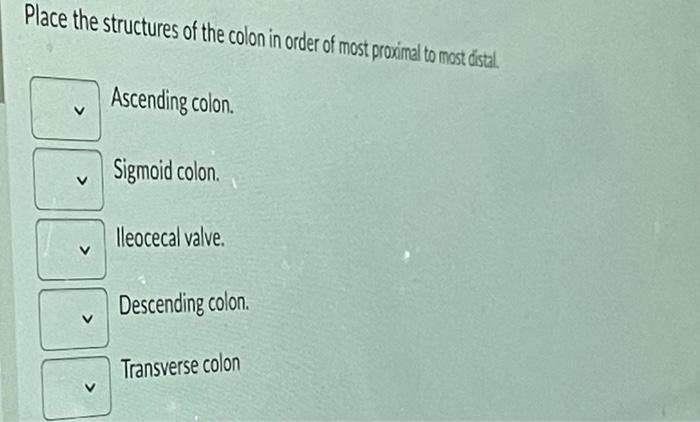 most proximal part of colon