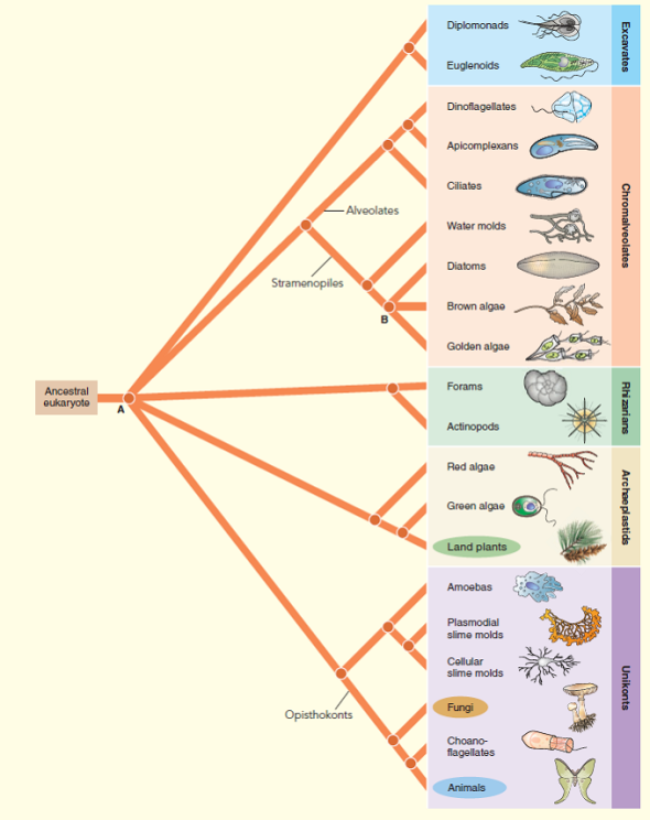 Solved: Evolution Link. Why Are The Protists Considered Paraphy 