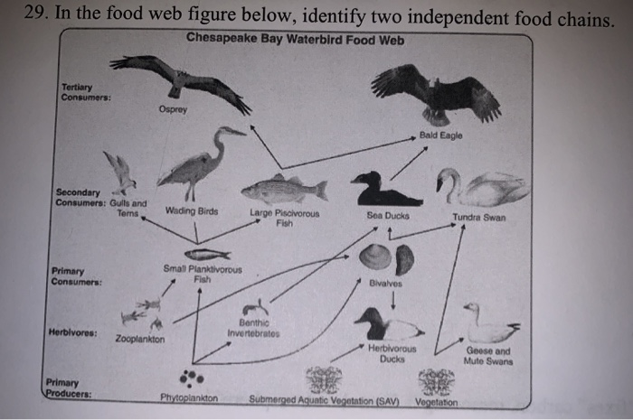 Solved 29. In the food web figure below, identify two | Chegg.com