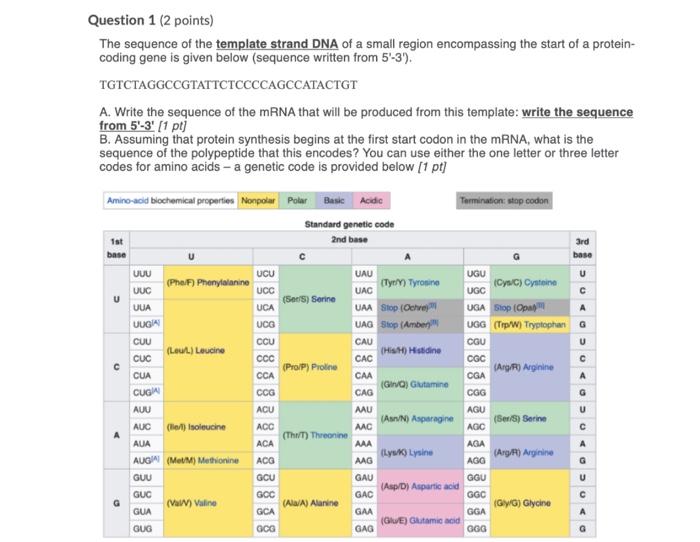 Solved The sequence of the template strand DNA of a small | Chegg.com