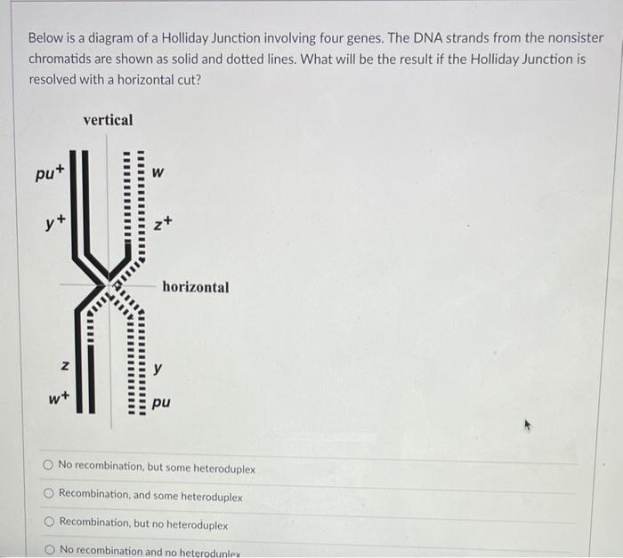 Solved Below is a diagram of a Holliday Junction involving | Chegg.com