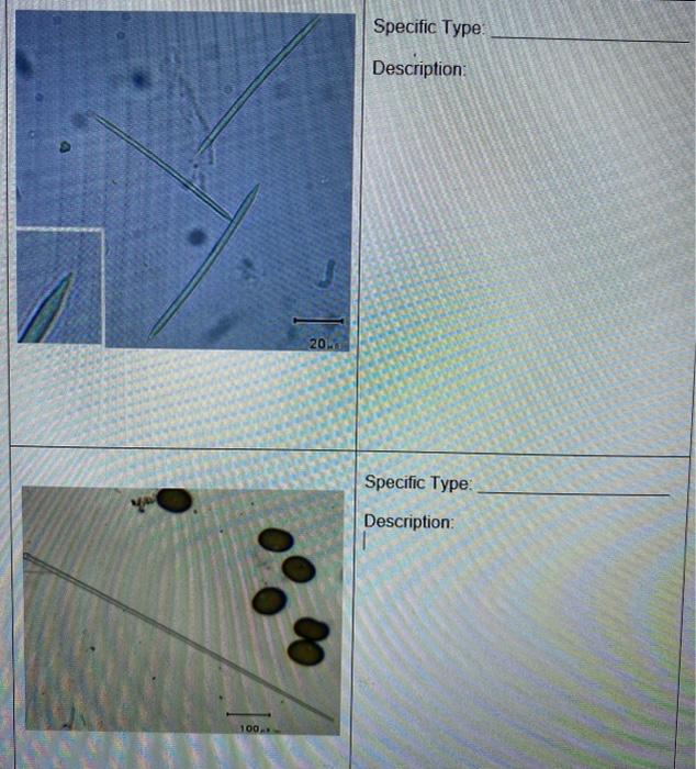 Solved Identification and Description Specific Type: | Chegg.com