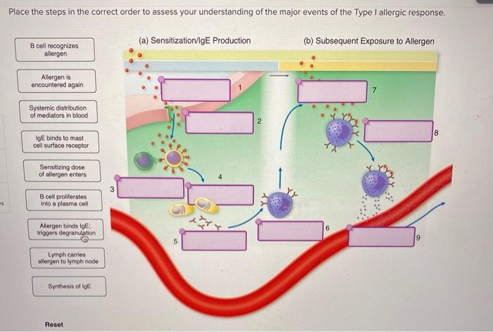 Solved Place the steps in the correct order to assess your | Chegg.com