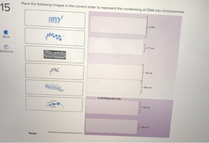 Solved Place the following images in the correct order to | Chegg.com