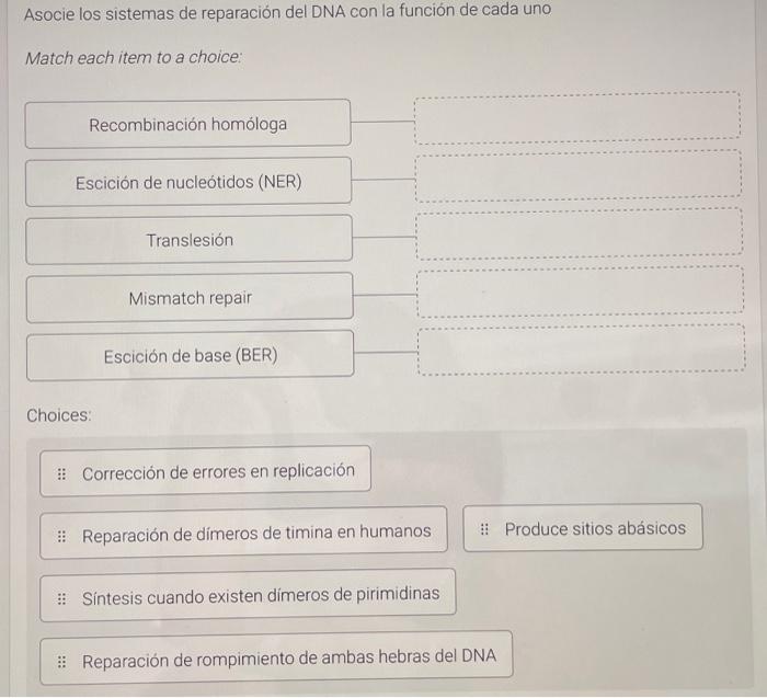 Asocie los sistemas de reparación del DNA con la función de cada uno Match each item to a choice: Choices: