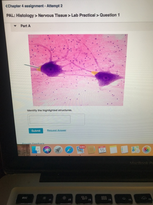 Solved Nervous Tissue > Lab Practical > Question 1 - Part A | Chegg.com