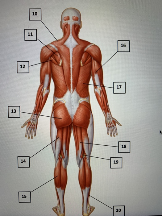 Solved Please Name The Muscle Origin Insertion Joint Cros Chegg Com