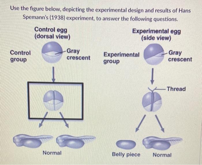 spemann's constriction experiment