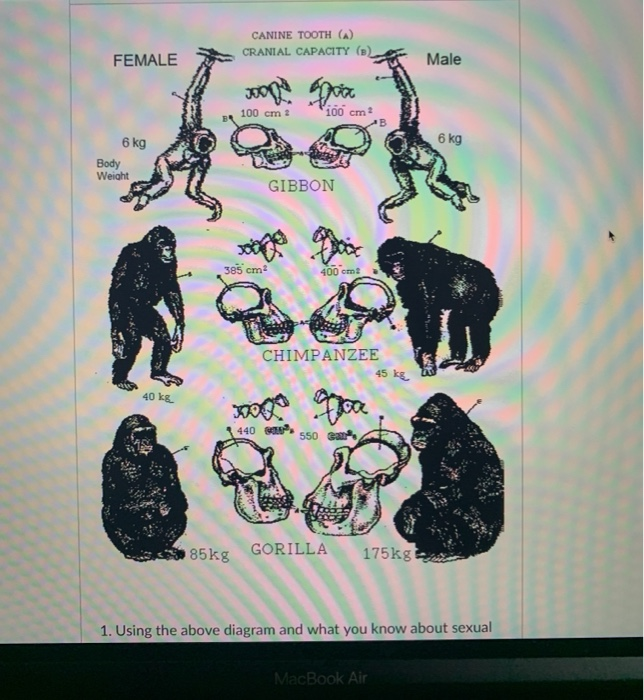 Comparison of the testical, breast, and genitalia sizes of the great apes :  r/Damnthatsinteresting