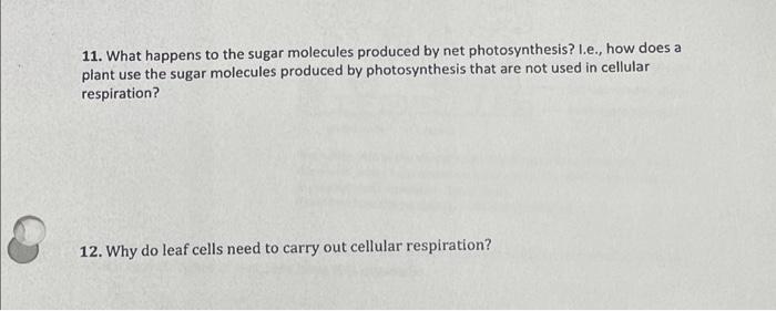 Solved 11. What happens to the sugar molecules produced by | Chegg.com