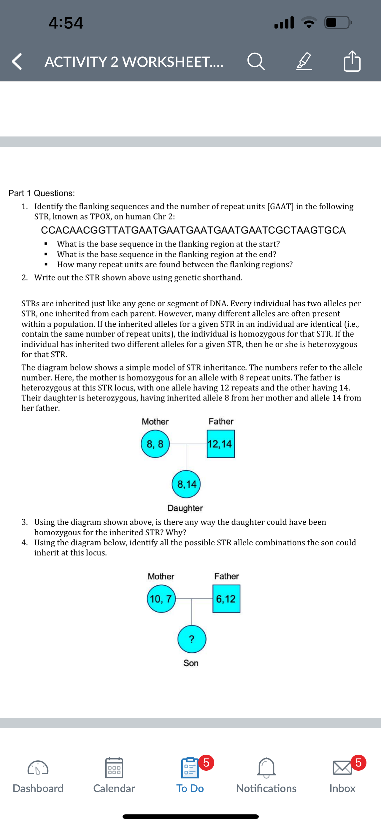 Y Str Inheritance Solved Write out the STR shown using genetic shorthand | Chegg.com