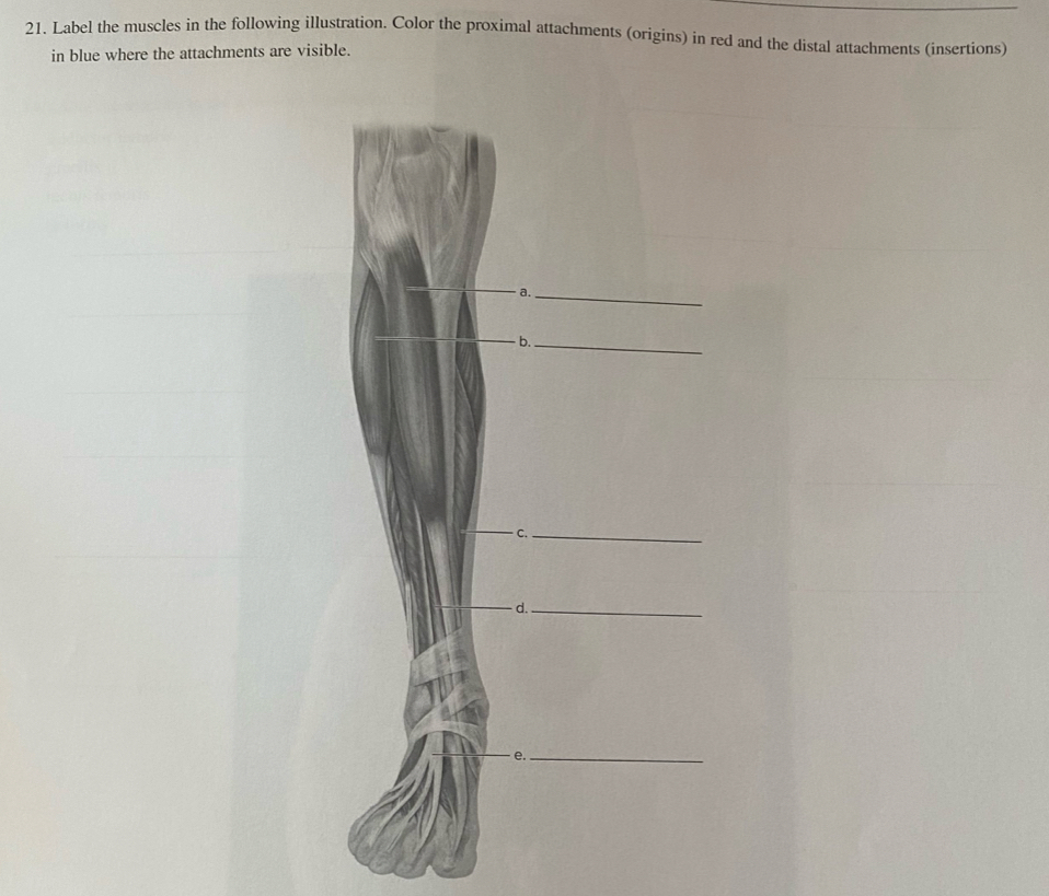 Label the muscles in the following illustration. | Chegg.com