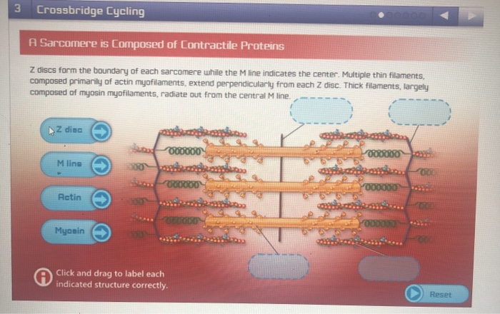 Solved 3 Crossbridge Cycling A Sarcomere is Composed of | Chegg.com