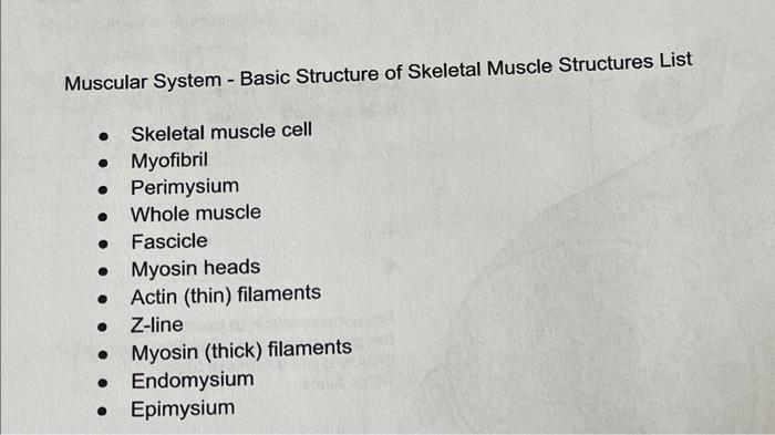 Muscular System - Basic Structure of Skeletal Muscle Structures List
- Skeletal muscle cell
- Myofibril
- Perimysium
- Whole 