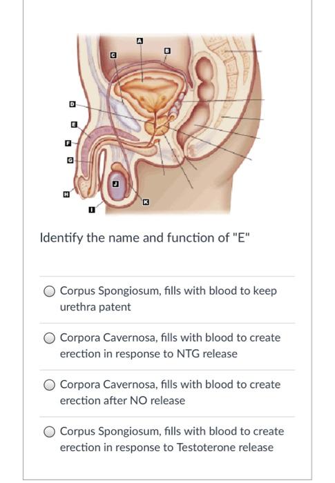 Function of on sale corpus spongiosum