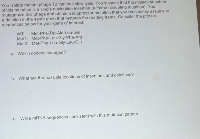 Solved You isolate mutant phage T2 that has slow lysis. You | Chegg.com
