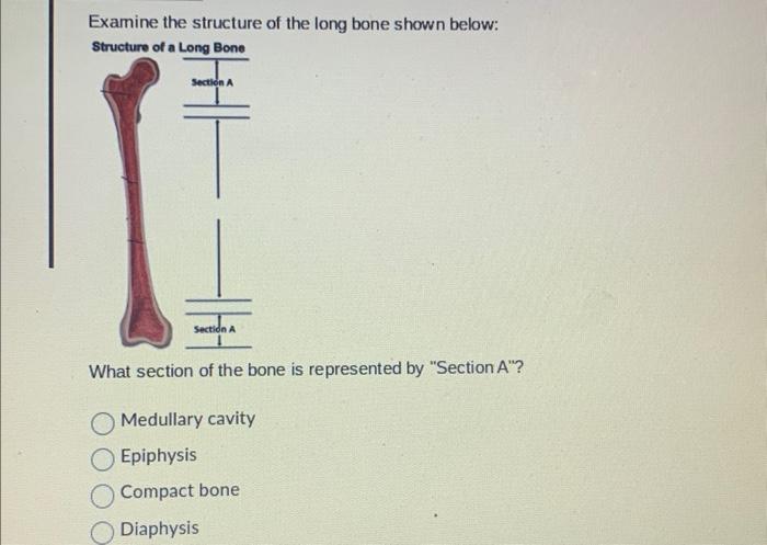 Solved Examine the structure of the long bone shown below: | Chegg.com