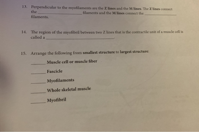 Solved: 13. Perpendicular To The Myofilaments Are The Z Li... | Chegg.com