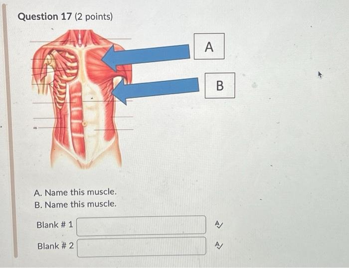 Solved Question 17 (2 Points) A. Name This Muscle. B. Name | Chegg.com