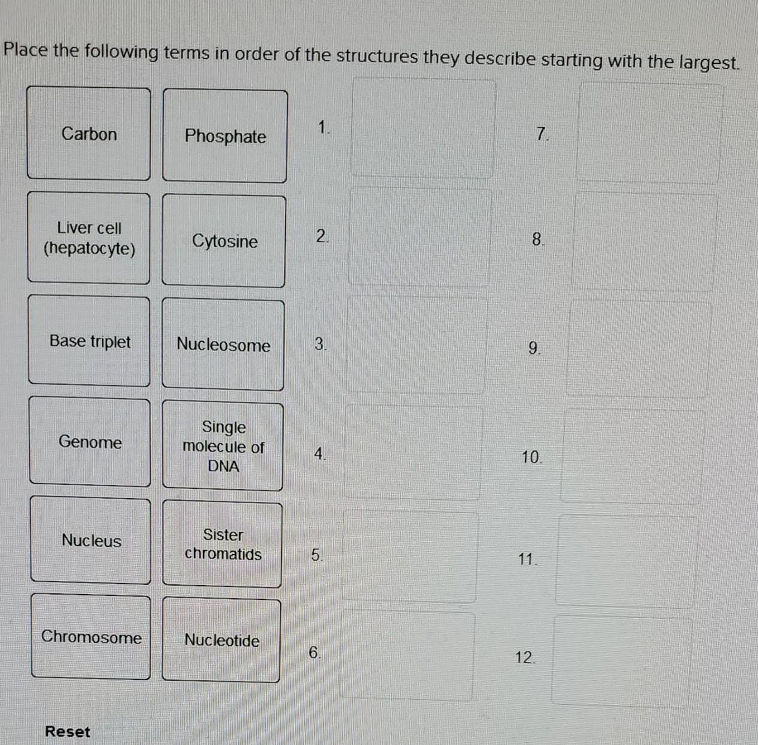 Solved Place the following terms in order of the structures | Chegg.com