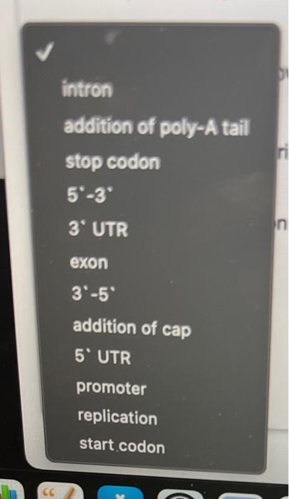 intron
addition of poly-A tail stop codon \( 5^{\circ}-3^{\circ} \) 3. UTR exon \( 3^{\circ}-5^{2} \) addition of cap 5. UTR 