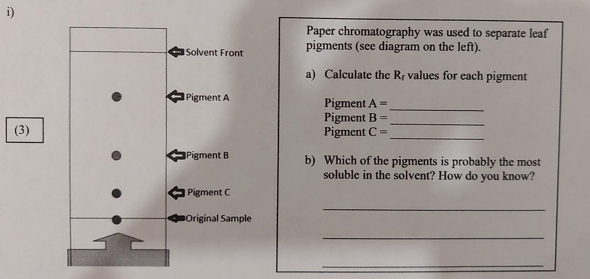 Solved i) Paper chromatography was used to separate leaf | Chegg.com