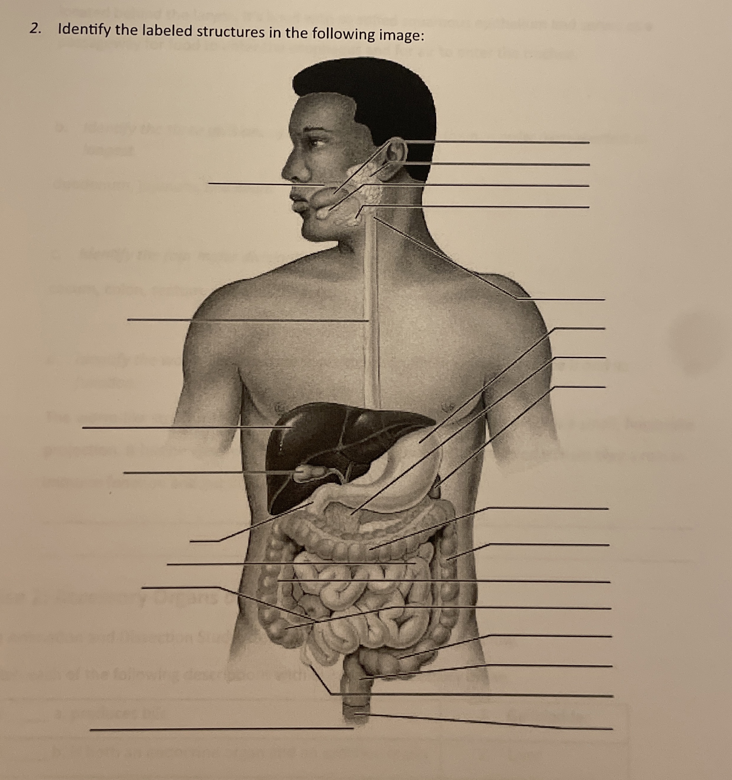Solved identify the labeled structures in the following | Chegg.com