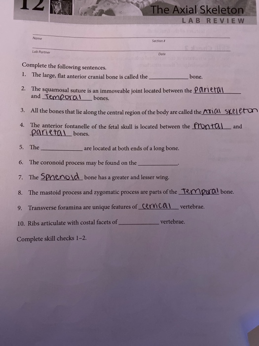 Solved The Axial Skeleton Lab Review Lab Partner Complete Chegg Com