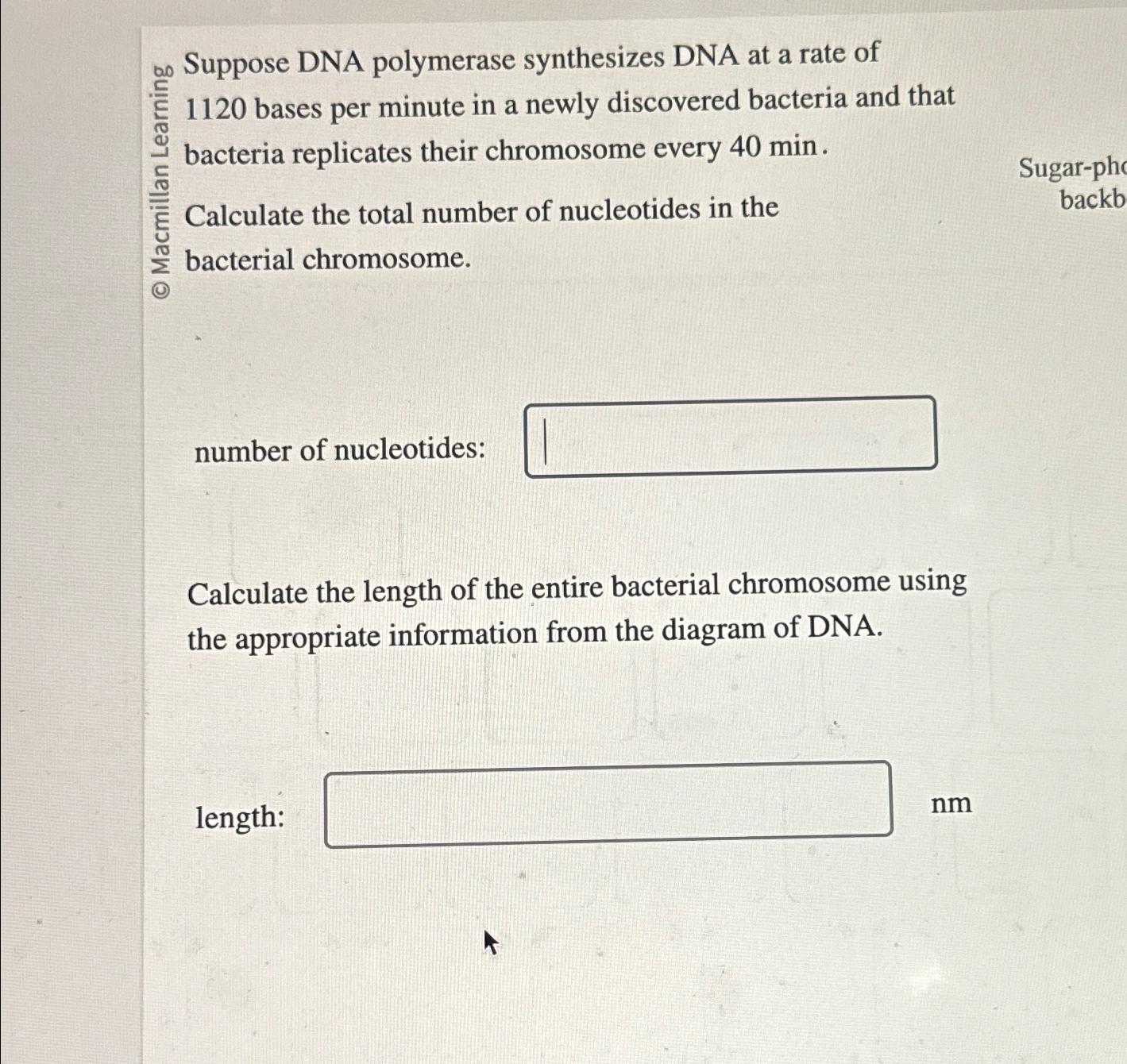 Solved on Suppose DNA polymerase synthesizes DNA at a rate | Chegg.com 