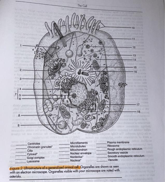 animal cell electron microscope