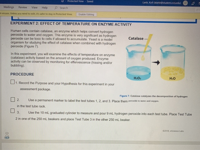 experiment 2 effect of temperature on enzyme activity