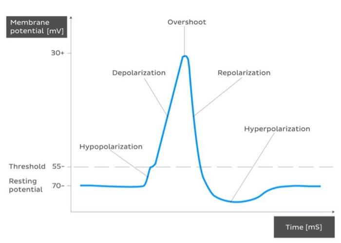 Solved which section represents when the membrane potential | Chegg.com