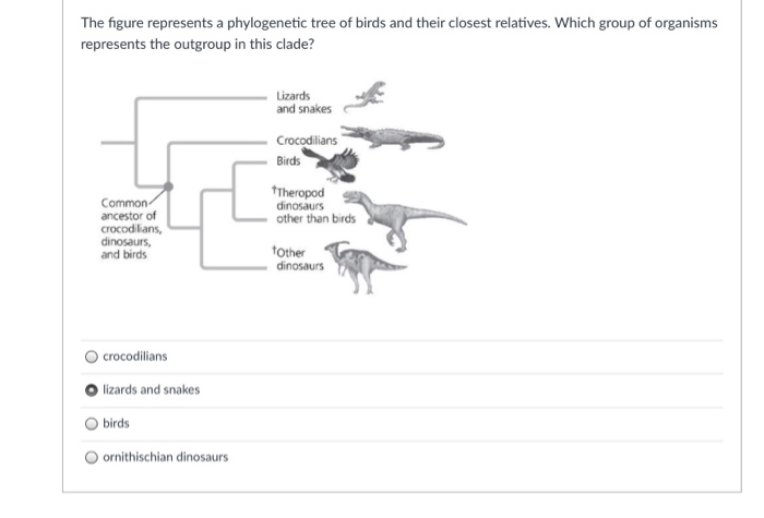 Solved The figure represents a phylogenetic tree of birds | Chegg.com