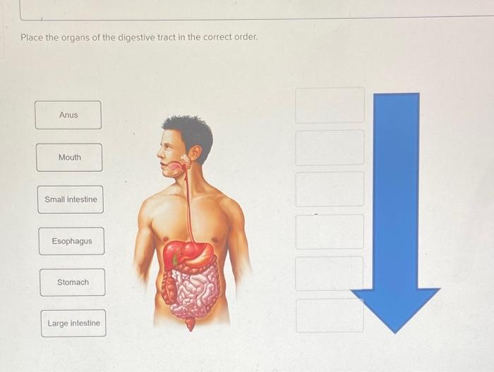 Solved Place the organs of the digestive tract in the | Chegg.com