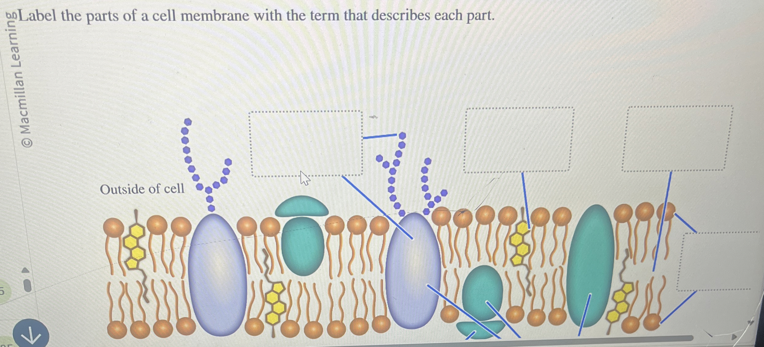 Solved onLabel the parts of a cell membrane with the term | Chegg.com