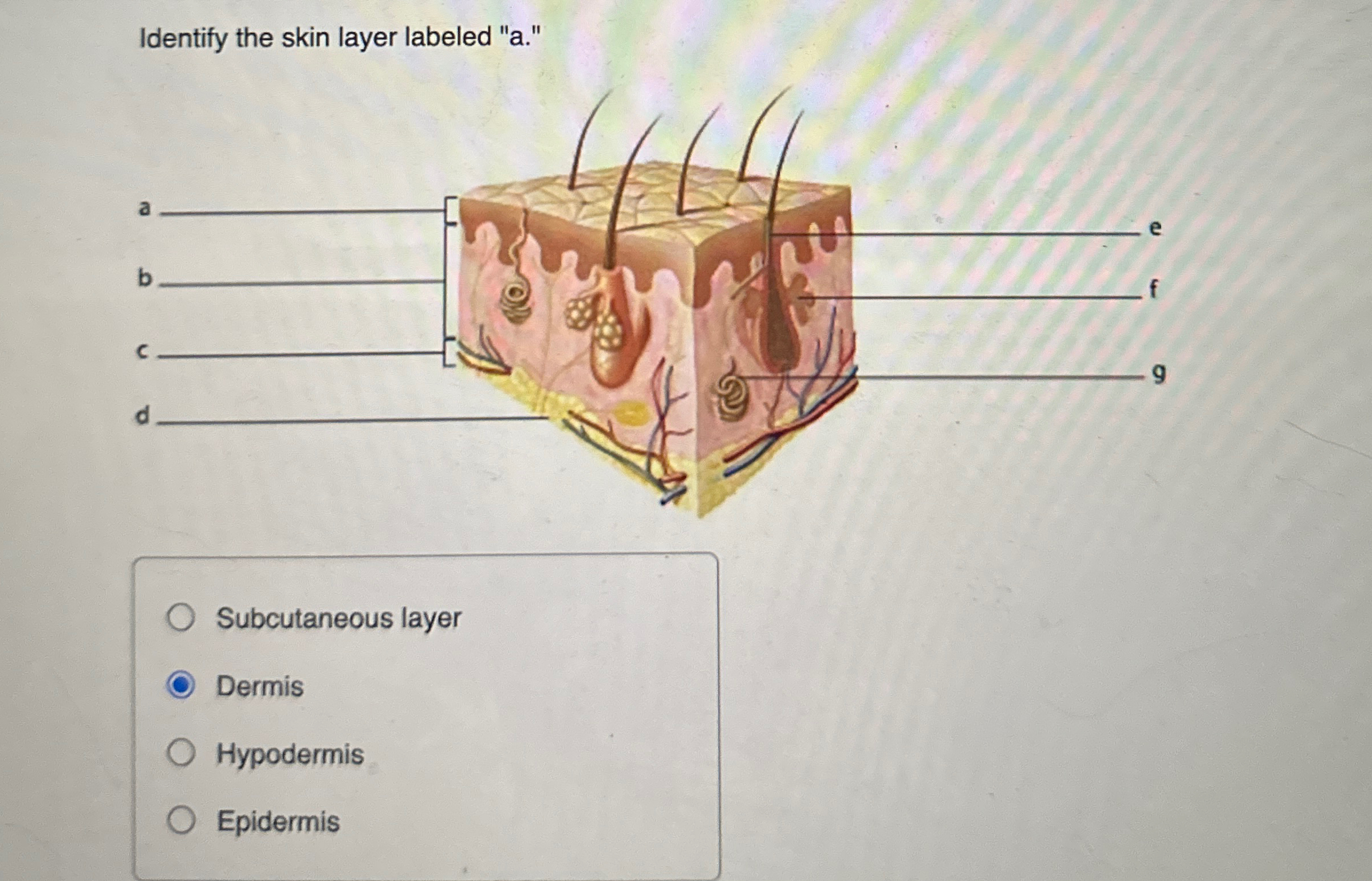 Solved Identify the skin layer labeled "a."Subcutaneous | Chegg.com